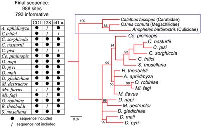 Ecological and Phylogenetic Relationships Shape the Peripheral Olfactory Systems of Highly Specialized Gall Midges (Cecidomiiydae)